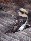 Laughing Kookaburra.JPG (77 KB)